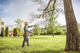 Best Tree Preservation Services  in Williamson, AZ