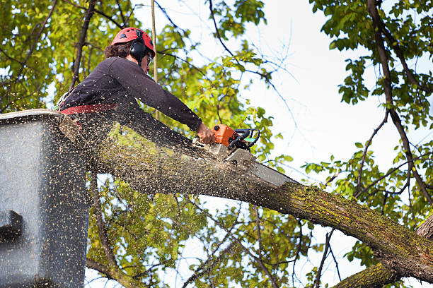 Best Commercial Tree Services  in Williamson, AZ